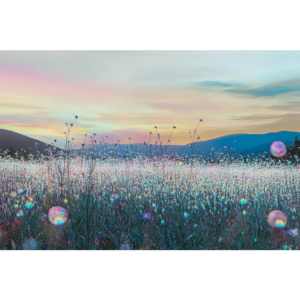 Field of Glimmer